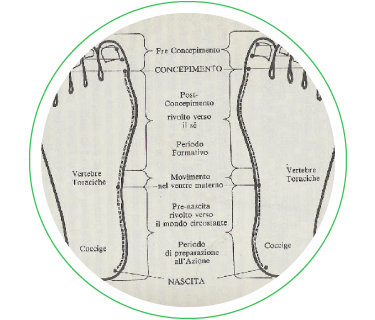 metamorfico